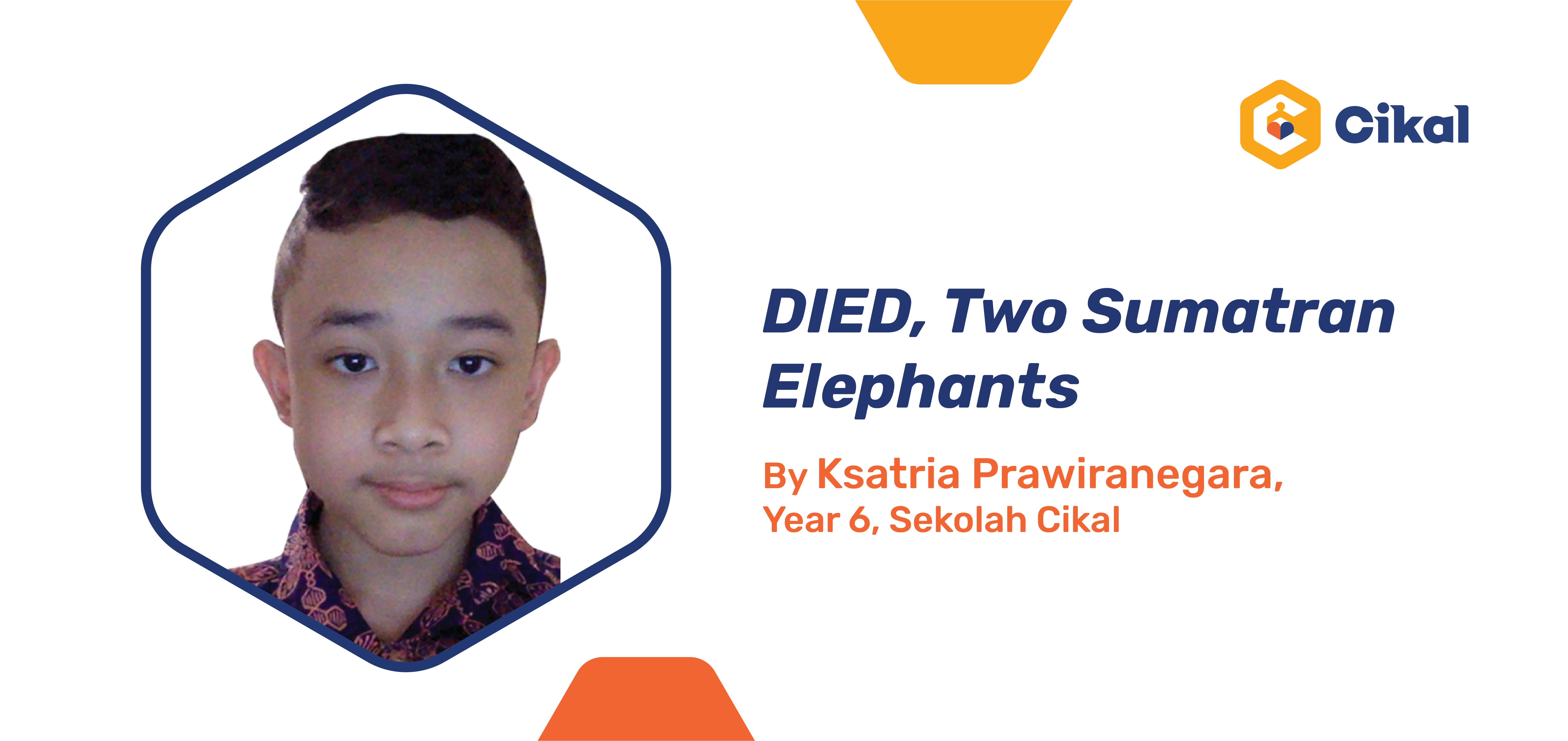 DIED, Two Sumatran Elephants By Ksatria Prawiranegara, Year 6, Sekolah Cikal 